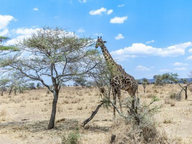 serengeti ağaçlarda gıda zürafa arar  