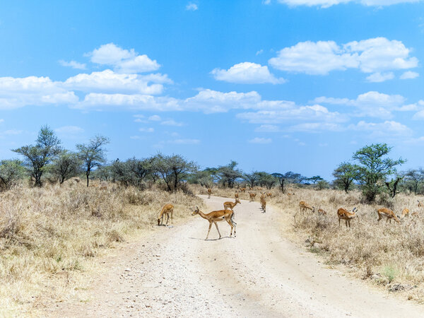 Группа анталоп
