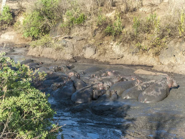 Hippos relax at a water hole in the serengeti — Stock Photo, Image