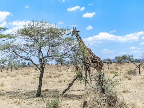 Giraffe looks for food at the trees in the serengeti — Stock fotografie