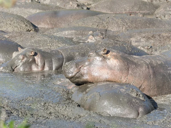 Hippos relax at a water hole in the serengeti — Stock Photo, Image