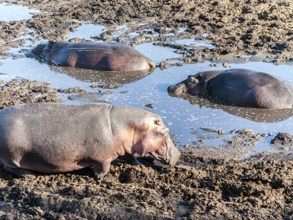 Hippos relax at a water hole in the serengeti — Stock Photo, Image