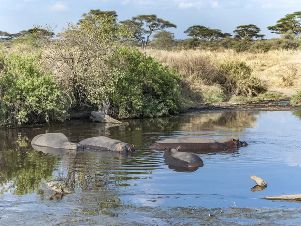 Nijlpaarden hebben een rust in het water-gat — Stockfoto
