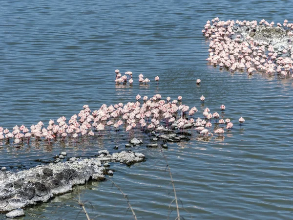 Flamingos no lago Safari Africano Tanzânia — Fotografia de Stock