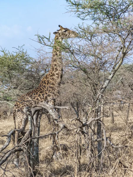 Giraffe looks for food at the trees in the serengeti — Stock Photo, Image