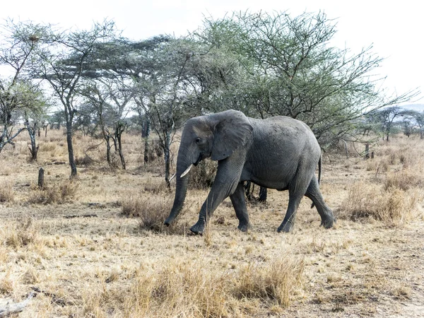 Elefantes buscan comida en los árboles en el serengeti — Foto de Stock