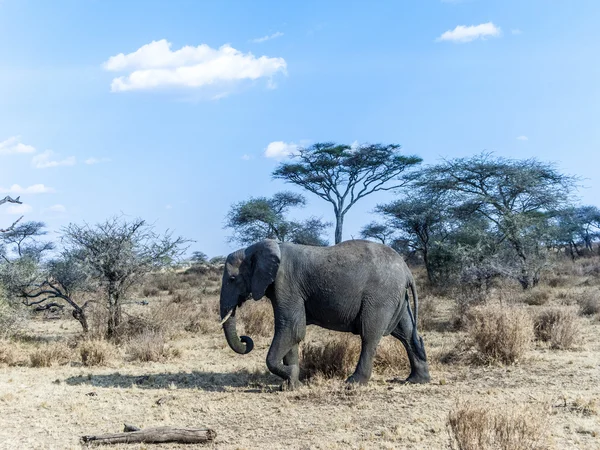 Elephants look for food at the trees in the serengeti — Stock Photo, Image