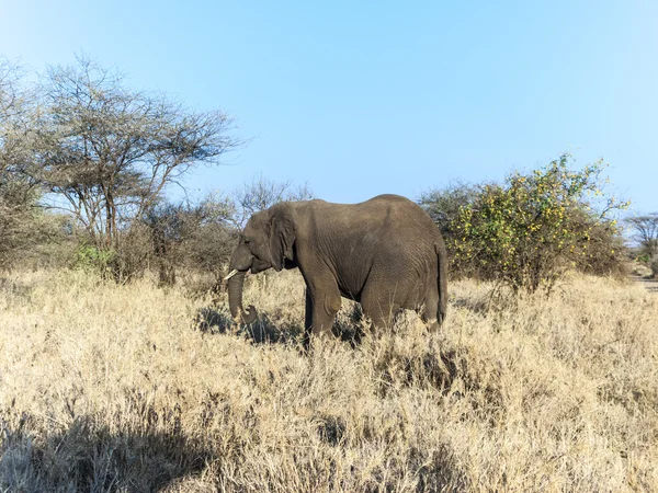 Słoń w parku narodowym serengeti — Zdjęcie stockowe