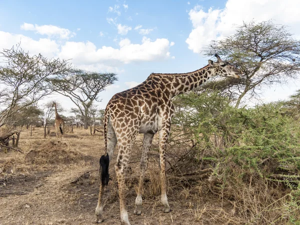 长颈鹿寻找食物在塞伦盖蒂树 — 图库照片