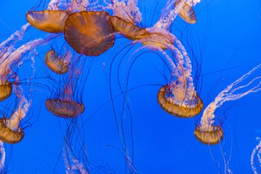 jöle balıklar derin mavi okyanus 