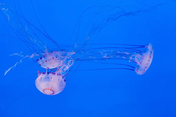 Gelatina peces en el océano azul profundo — Foto de Stock