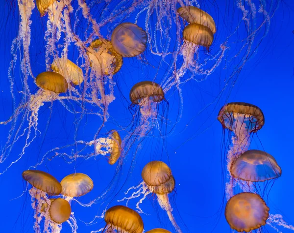 Jelly fishes in the deep blue ocean — Stock Photo, Image