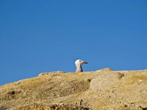 Möwe mit rotem Schnabel unter blauem Himmel — Stockfoto