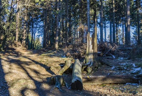Ліс сцени в Feldberg mounain — стокове фото