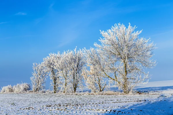 Λευκό παγωμένο δέντρα σε χιόνι κάλυψε τοπίο — Φωτογραφία Αρχείου