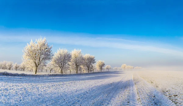 Árboles helados blancos en el paisaje cubierto de nieve — Foto de Stock