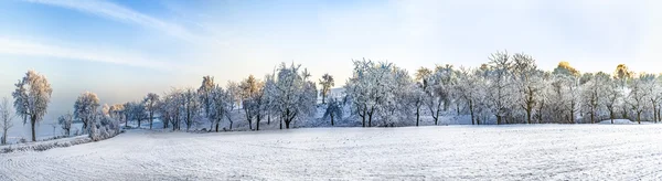 Vita isiga träd i snö täckta landskap — Stockfoto