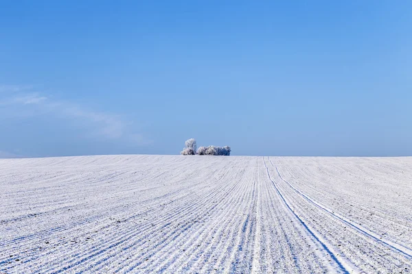 Vita isiga träd i snö täckta landskap — Stockfoto