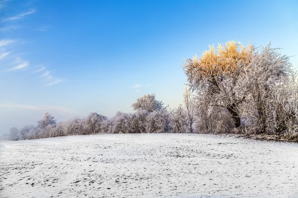 Λευκό παγωμένο δέντρα σε χιόνι κάλυψε τοπίο — Φωτογραφία Αρχείου