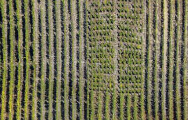 nehir Mosel, Yeşil üzüm bağları