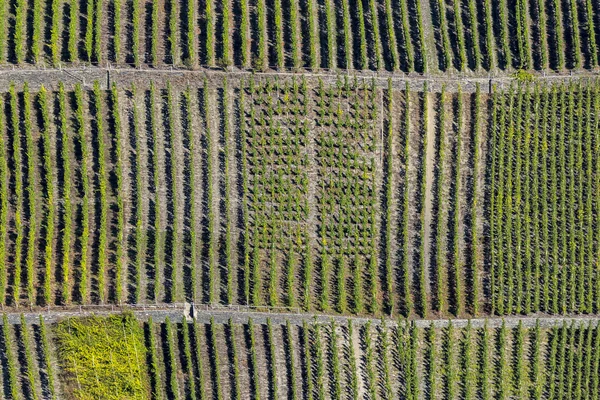 Vinhas verdes chamado Trittenheimer Apotheke no rio Mosel — Fotografia de Stock