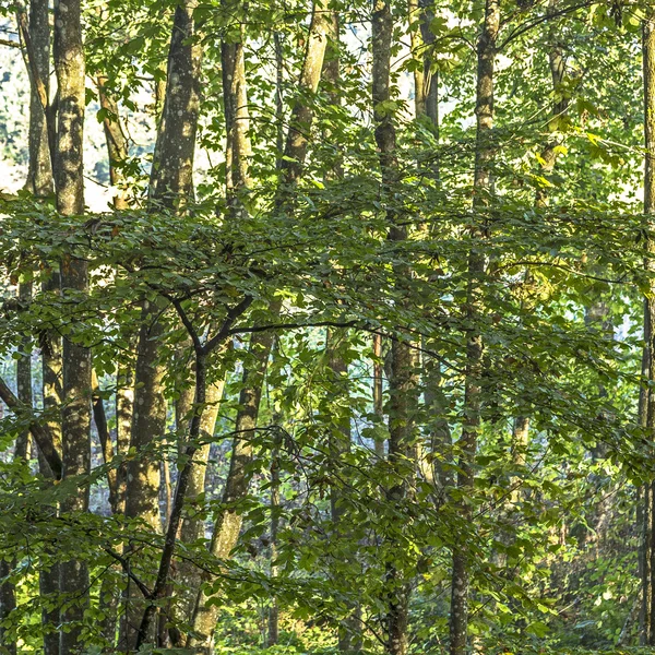 Zonsopgang in de wildernis van een vallei in het bos — Stockfoto
