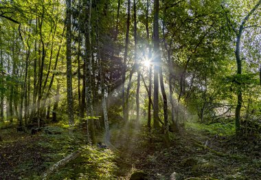 ormandaki bir vadi vahşi doğada gündoğumu