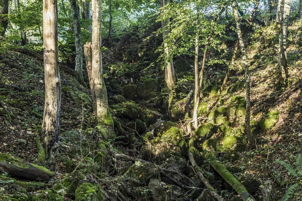 Sunrise in the wilderness of a valley in the forest — Stock Photo, Image