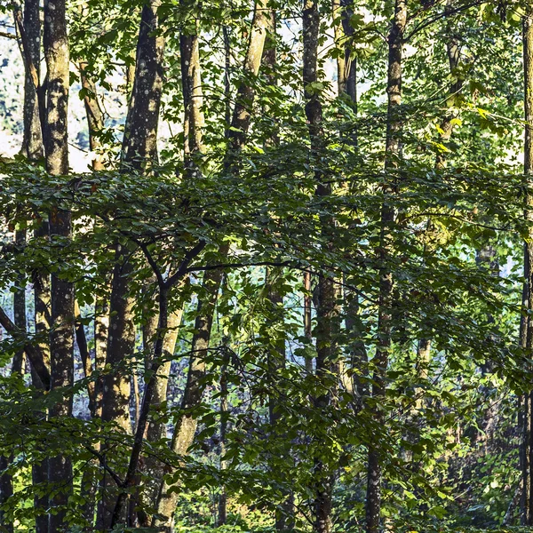 Lever de soleil dans le désert d'une vallée dans la forêt — Photo