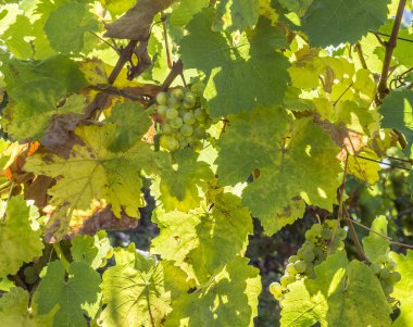 sonbaharda hasat Trittenheim için hazır Yeşil üzüm bağları 