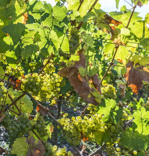 Viñedos verdes en otoño listos para la cosecha en Trittenheim —  Fotos de Stock