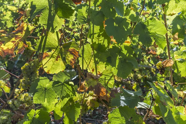 Sonbaharda hasat Trittenheim için hazır Yeşil üzüm bağları — Stok fotoğraf