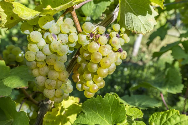 Vigneti verdi in autunno pronti per il raccolto a Trittenheim — Foto Stock