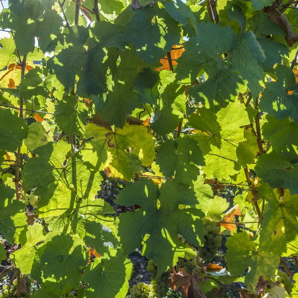 Sonbaharda hasat Trittenheim için hazır Yeşil üzüm bağları — Stok fotoğraf
