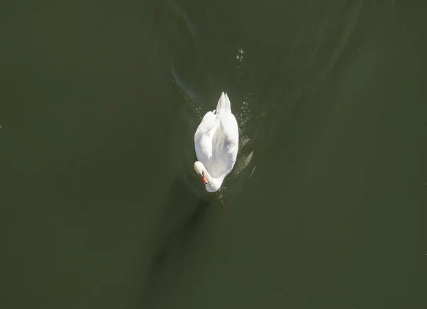 Swan swims at river Moselle — Stock fotografie