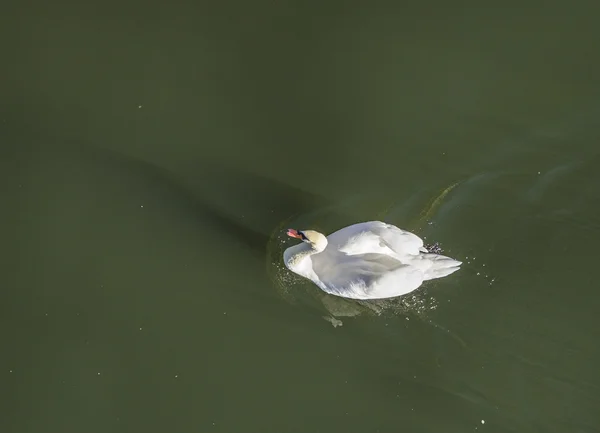 Swan swims at river Moselle — Stock Photo, Image