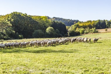 bir çayır üzerinde otlatma koyun sürüsü