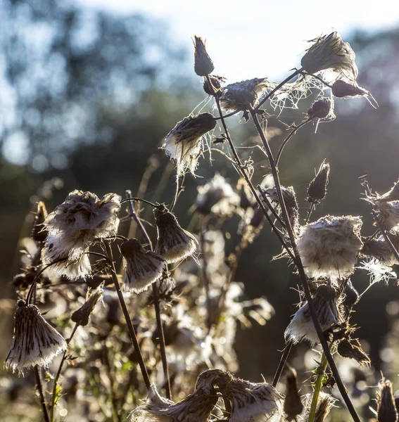 Spider net in ochtend licht met wilde bloemen — Stockfoto