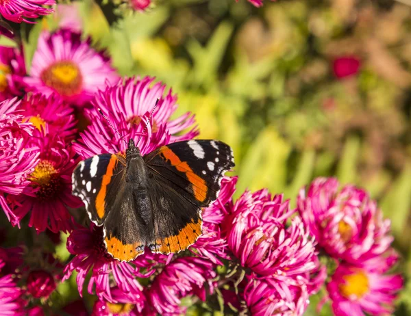 Admiral butterfly at the flower — Stock Photo, Image