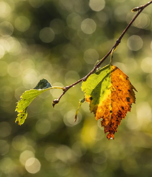 Feuilles multicolores d'un arbre en été indien — Photo