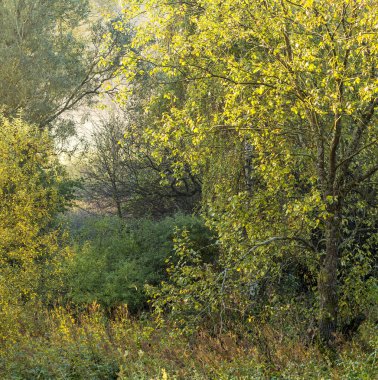 Hint yazında ağaçların çok renkli yaprakları