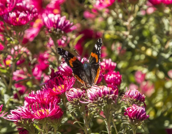 Admiral butterfly at the flower — Stock Photo, Image