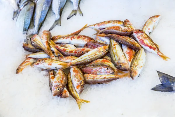 Pescados frescos enteros se ofrecen en el mercado de pescado — Foto de Stock