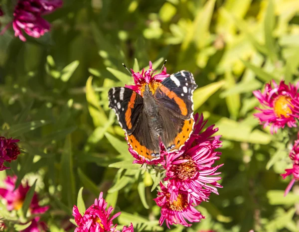 Admiraal vlinderslag bij de bloem — Stockfoto