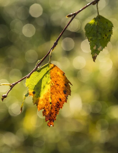 Foglie multicolori di un albero in estate indiana — Foto Stock