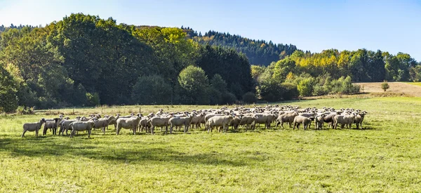 Rebanho de ovelhas que pastam em um prado — Fotografia de Stock