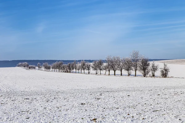 Vita isiga träd i snö täckta landskap — Stockfoto