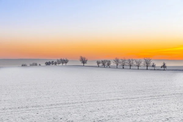Vinterlandskap med trebakke ved solnedgang – stockfoto