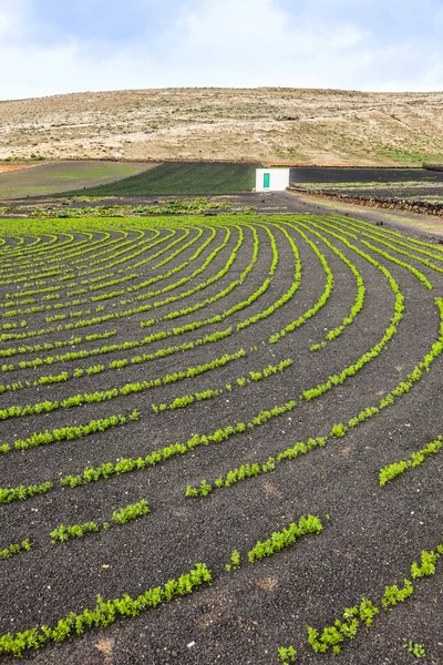 Veld met irrigatiesysteem op vulkanische lapilli — Stockfoto