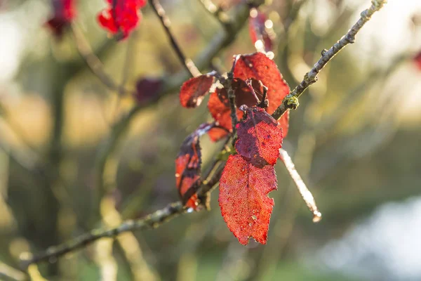 Red leaves in autumn — Stock Photo, Image